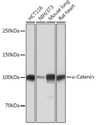Western Blot: Catenin alpha 1 Antibody (9O1V3) [NBP3-15613]