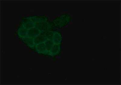 Immunocytochemistry/ Immunofluorescence: Catenin alpha 1 Antibody [NB120-11346]