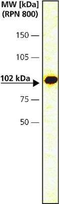 Western Blot: Catenin alpha 1 Antibody [NB120-11346]
