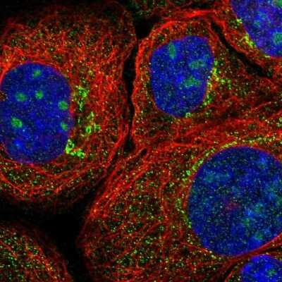 Immunocytochemistry/ Immunofluorescence: Cathepsin B Antibody [NBP1-86048]