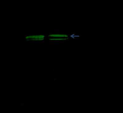 Immunoprecipitation: Cathepsin D Antibody (102) [NBP2-90432]