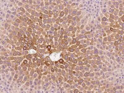 Immunohistochemistry-Paraffin: Cathepsin E Antibody [NBP2-98304]
