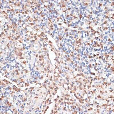 Immunohistochemistry-Paraffin: Cathepsin G Antibody - Azide and BSA Free [NBP2-92713]