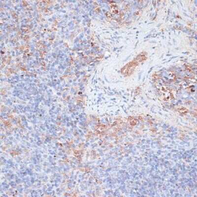 Immunohistochemistry-Paraffin: Cathepsin G Antibody - Azide and BSA Free [NBP2-92713]