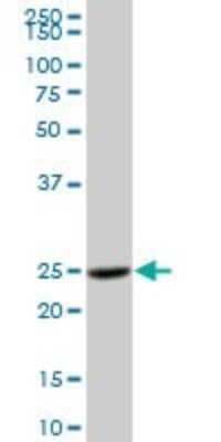 Western Blot: Cathepsin H Antibody [H00001512-B01P]