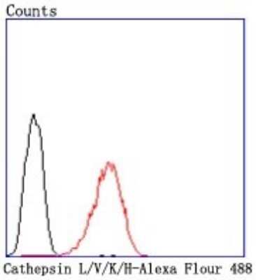 Flow Cytometry: Cathepsin L/V/K/H Antibody (JM10-78) [NBP2-67216]