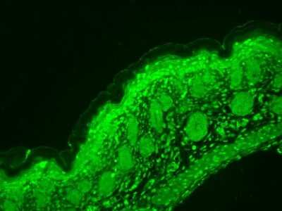 Immunohistochemistry: Cav1.3 Antibody (S48) [NBP2-12893]