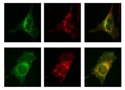 Immunocytochemistry/ Immunofluorescence: Caveolin-1 Antibody (7C8) [NB100-615]