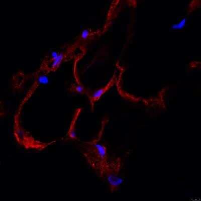 Immunohistochemistry-Frozen: Caveolin-1 Antibody (7C8) [NB100-615]