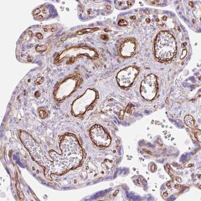 Immunohistochemistry-Paraffin: Caveolin-1 Antibody [NBP2-54737]