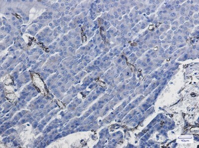 Immunohistochemistry-Paraffin: Caveolin-1 Antibody (S01-9C9) [NBP3-20077]