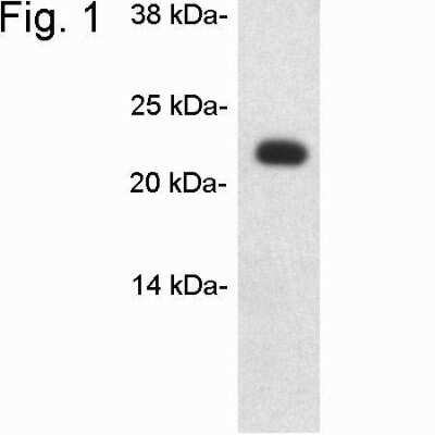Western Blot: Caveolin-1 Antibody [NB300-509]
