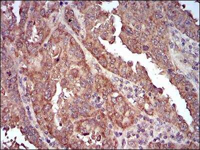 Immunohistochemistry-Paraffin: Caveolin-2 Antibody (5E9E2) - BSA Free [NBP2-52431]