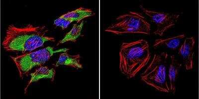 Immunocytochemistry/ Immunofluorescence: Caveolin-3 Antibody [NB110-5029]