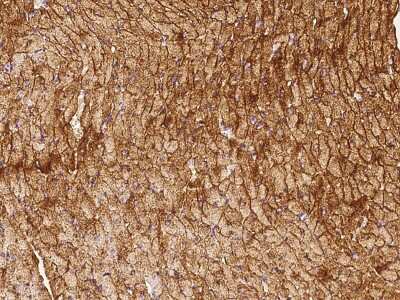 Immunohistochemistry-Paraffin: Caveolin-3 Antibody [NBP2-98712]