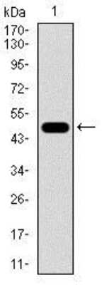 Western Blot: Cbx8 Antibody (9C3D4)BSA Free [NBP2-37411]