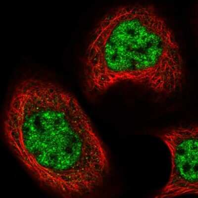 Immunocytochemistry/ Immunofluorescence: Cbx8 Antibody [NBP1-83224]