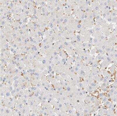 Immunohistochemistry-Paraffin: Cbx8 Antibody [NBP1-83224]