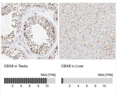 Immunohistochemistry-Paraffin: Cbx8 Antibody [NBP1-83224]