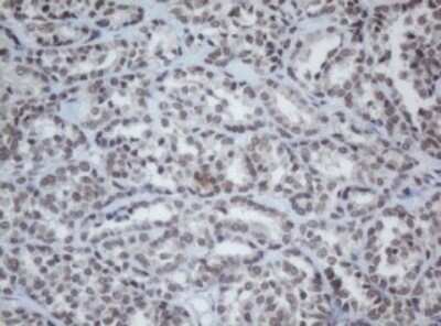 Immunohistochemistry: Cbx8 Antibody (OTI3D1) - Azide and BSA Free [NBP2-72087]