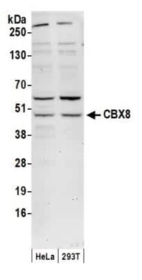 Western Blot: Cbx8 Antibody [NB110-38870]