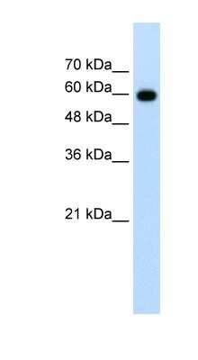 Western Blot: Cdc23 Antibody [NBP1-55022]