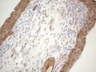 Immunohistochemistry: Cdc6 Antibody (OTI1A4) [NBP2-46192]