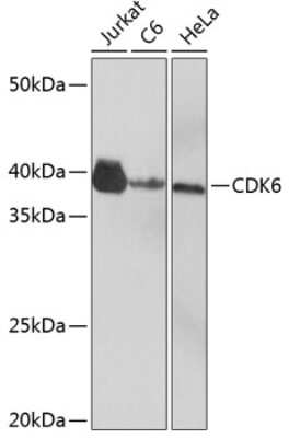 Western Blot: Cdk6 Antibody (0O6X7) [NBP3-15249]