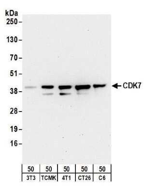 Western Blot: Cdk7 Antibody [NB100-581]