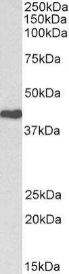 Western Blot: Cdk7 Antibody [NBP2-42500]