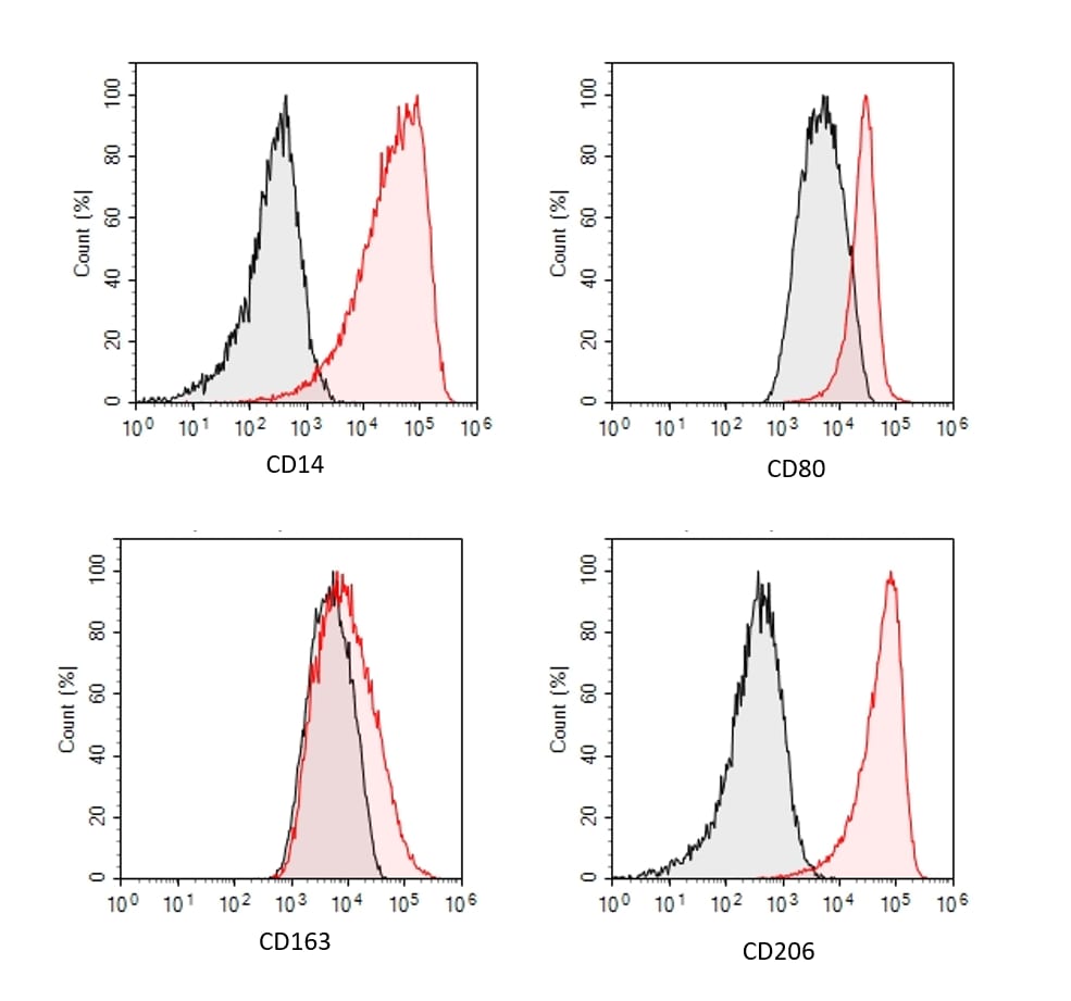 Phenotypic Analysis of Human M1 Macrophages. 