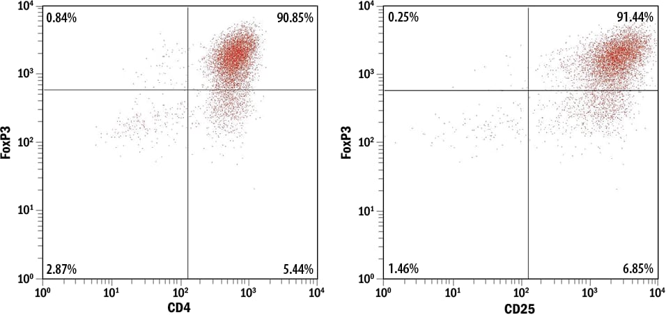 Differentiation of Human CD4+ T Cells into Treg Cells Confirmed by FoxP3 and CD25 Expression.