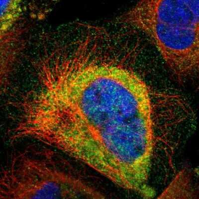 Immunocytochemistry/ Immunofluorescence: Centaurin alpha 1 Antibody [NBP1-88097]