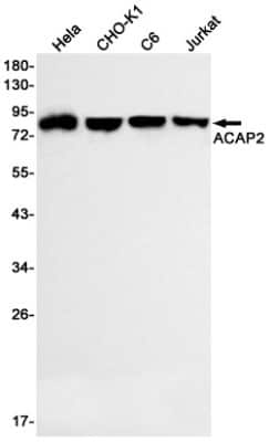 Western Blot: Centaurin beta 2 Antibody (S05-8H3) [NBP3-15011]