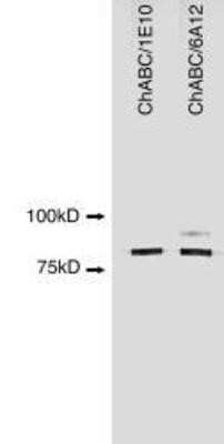 Western Blot: ChABC Antibody (6A12)Azide and BSA Free [NBP2-80666]