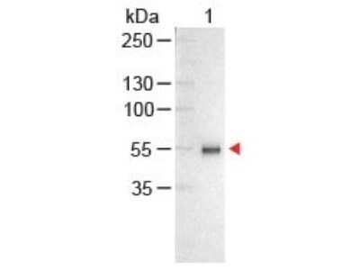 Western Blot: Chicken anti-Human IgG (H+L) Secondary Antibody [NB120-6713]
