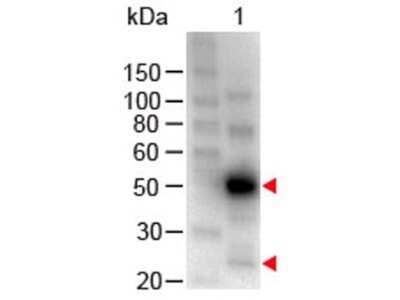 Western Blot: Chicken anti-Human IgG (H+L) Secondary Antibody [NB120-6713]