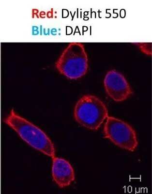 Immunocytochemistry/ Immunofluorescence: Chicken anti-Rabbit IgG (H+L) Secondary Antibody [NBP1-75258]