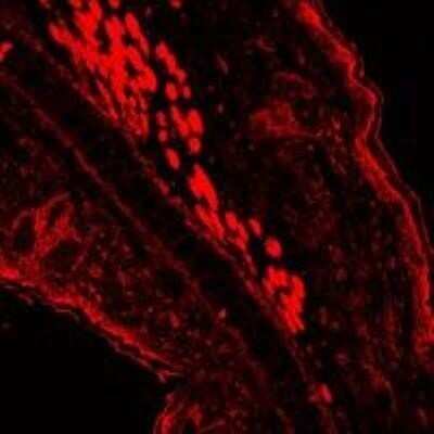 Immunohistochemistry: Chicken anti-Rabbit IgG (H+L) Secondary Antibody (Pre-adsorbed) [NBP1-75265]