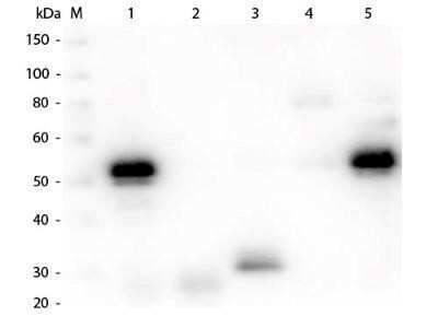 Western Blot: Chicken anti-Rabbit IgG (H+L) Secondary Antibody [NB120-6831]