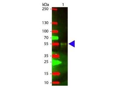 Western Blot: Chicken anti-Rabbit IgG (H+L) Secondary Antibody [NB120-6831]