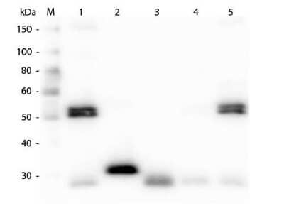 Western Blot: Chicken anti-Rat IgG (H+L) Secondary Antibody [NB120-6838]