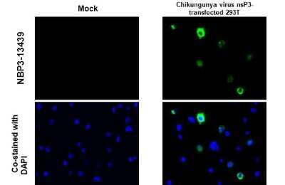 Immunocytochemistry/ Immunofluorescence: Chikungunya Virus nsp3 Antibody [NBP3-13439]
