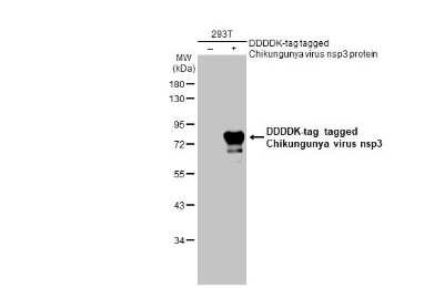 Western Blot: Chikungunya Virus nsp3 Antibody [NBP3-13439]