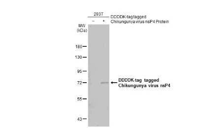 Western Blot: Chikungunya Virus nsp4 Antibody [NBP3-13440]