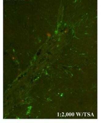 Immunocytochemistry/ Immunofluorescence: Chitinase 3-like 1/YKL-40 Antibody [NBP1-57913]