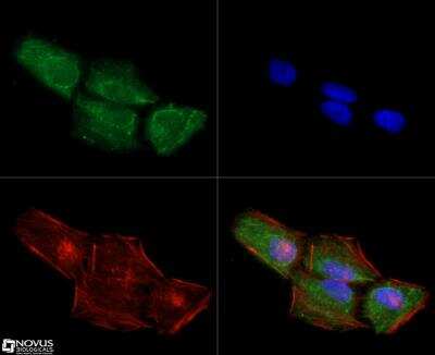 Immunocytochemistry/ Immunofluorescence: Chk1 Antibody (2G1D5) - BSA Free [NB100-1768]