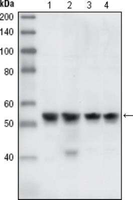 Western Blot: Chk1 Antibody (2G1D5)BSA Free [NB100-1768]