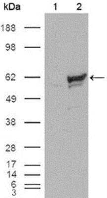 Western Blot: Chk1 Antibody (2G1D5)BSA Free [NB100-1768]