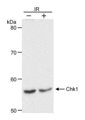 Western Blot: Chk1 Antibody [NB100-274]